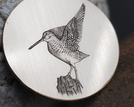 bécasse taille douce