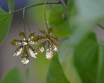 Boucles feuilles de Marronnier - inspiration grecque