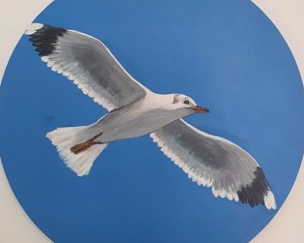 la mouette rieuse