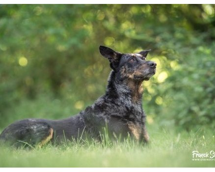 Portrait de chien