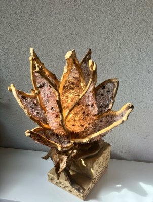 Des Racines en Lumière